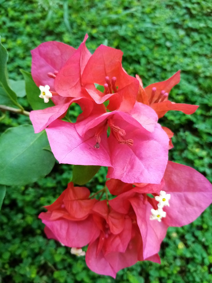 boganwila flower