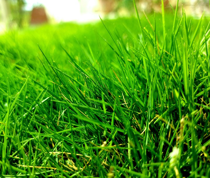 PEACE GREEN GRASS