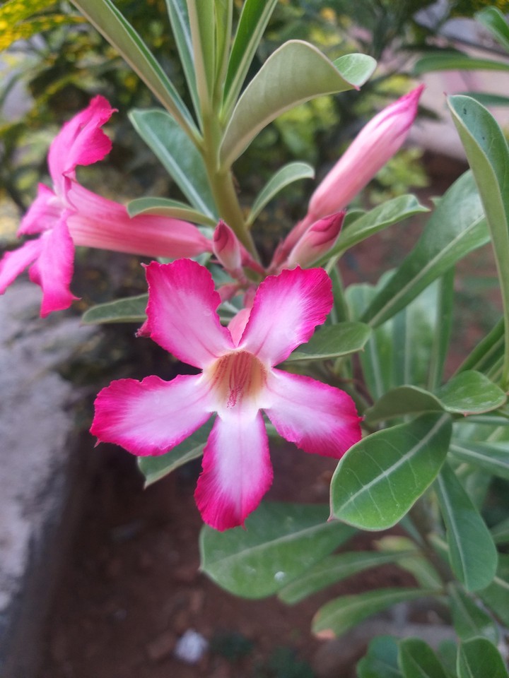 PRETTY PINK FLOWER !!!