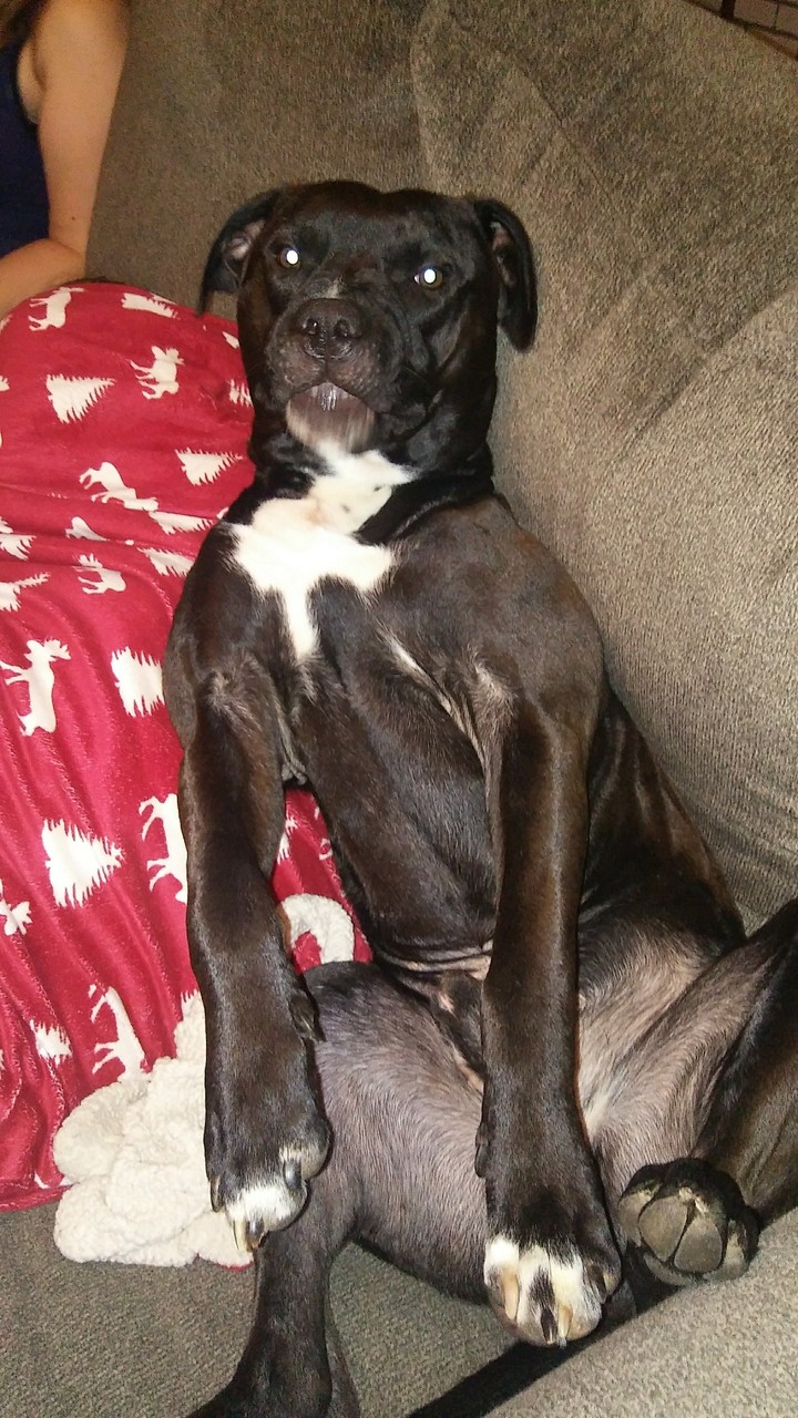 Chubbs