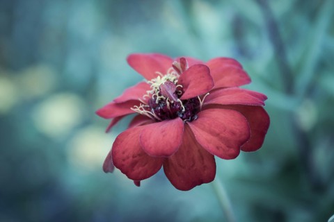 pretty flower