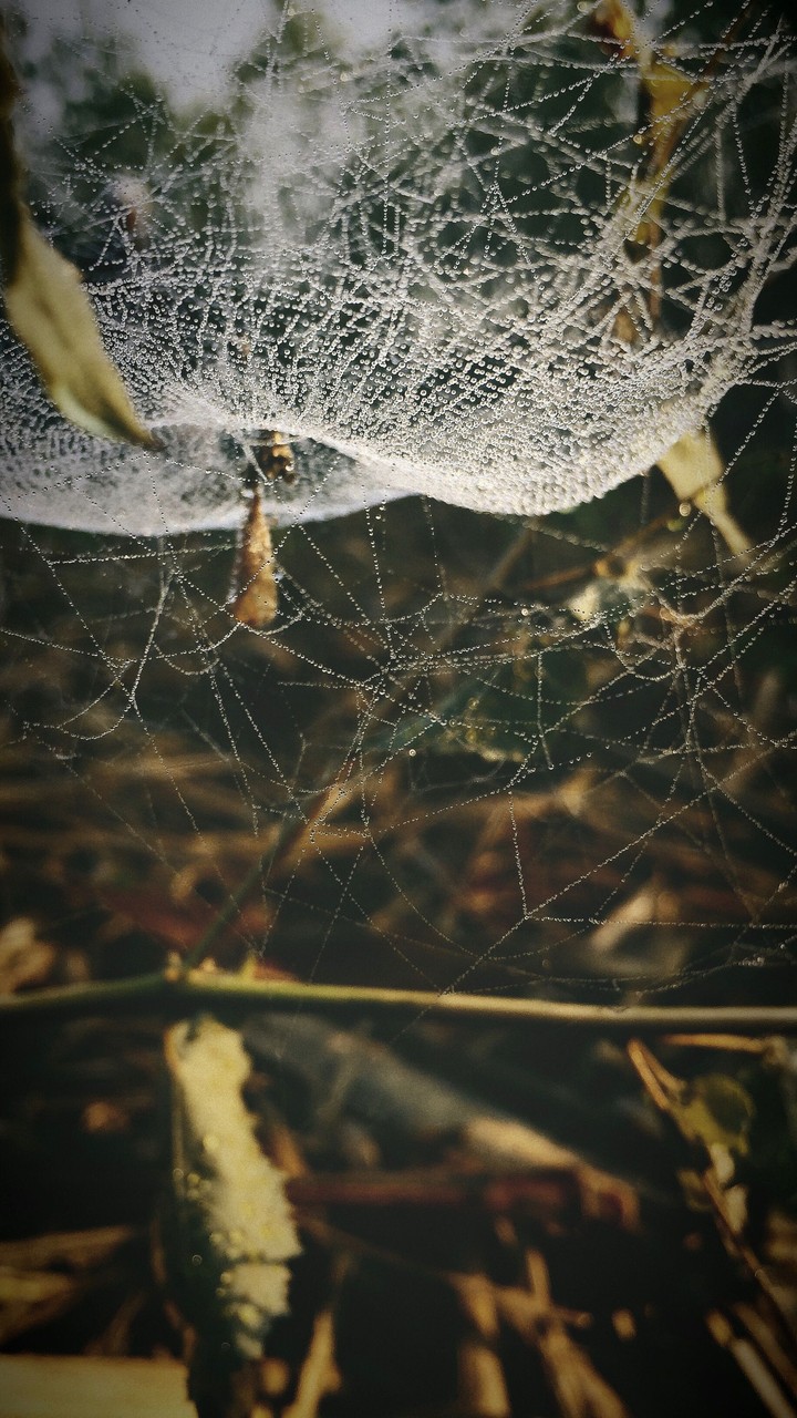 spider web