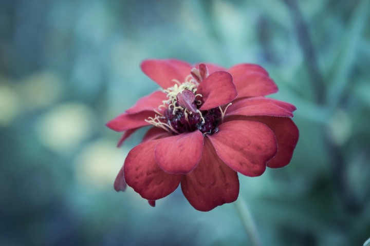 pretty flower