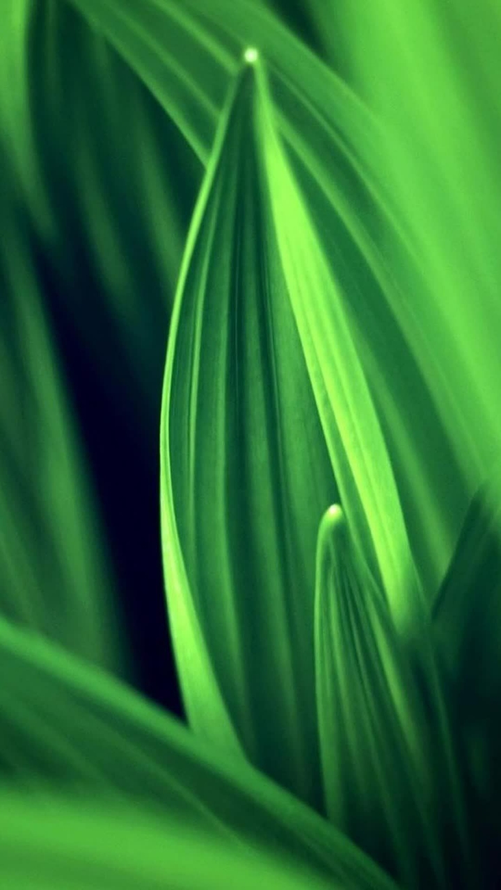 Green Leaf