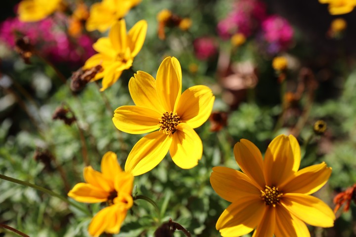 yellow
