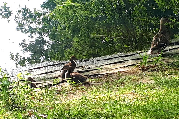 wild duck with her ducklings