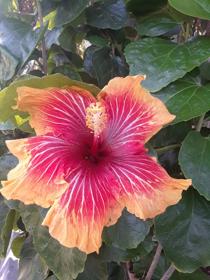 red and orange flower