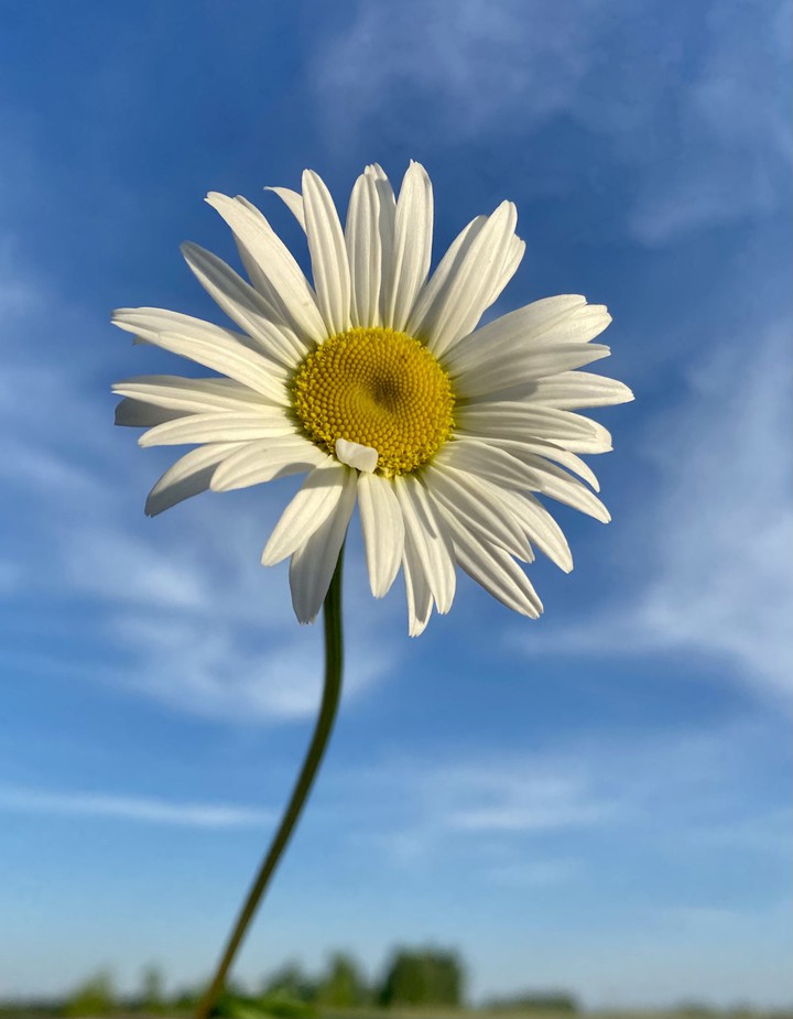 daisy