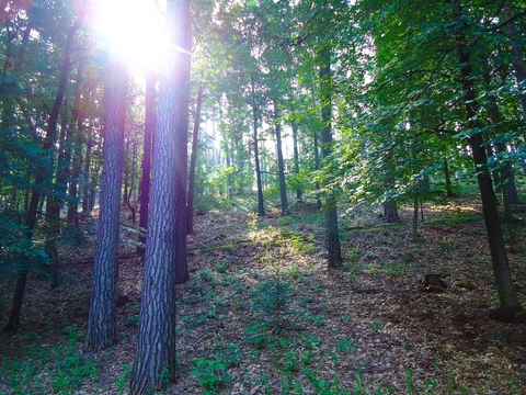 trees