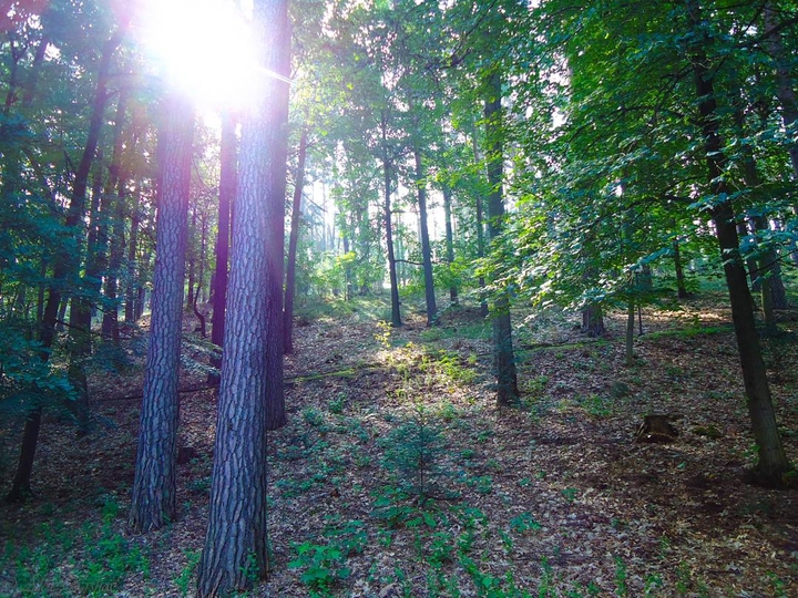 trees
