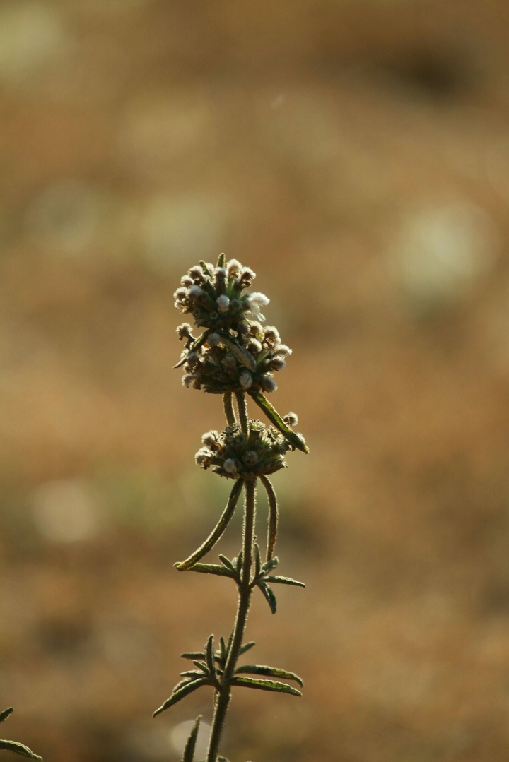 blure flower