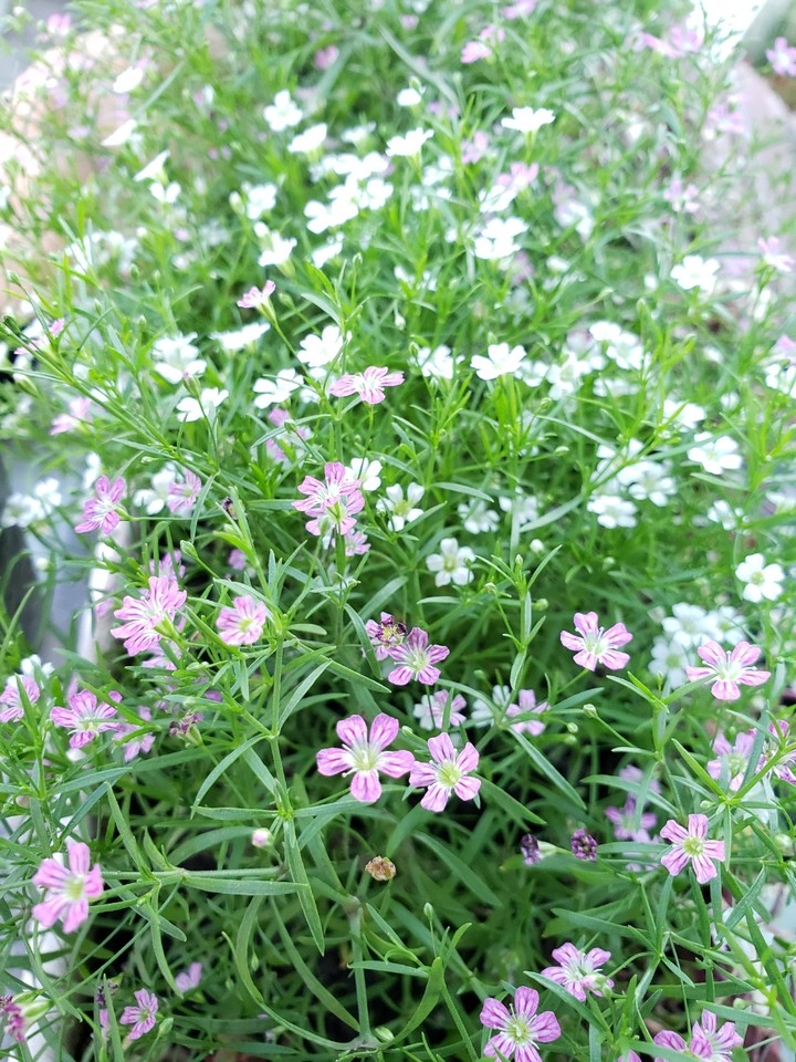 Flores