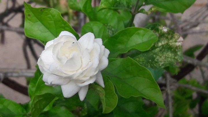 flower#jasmin