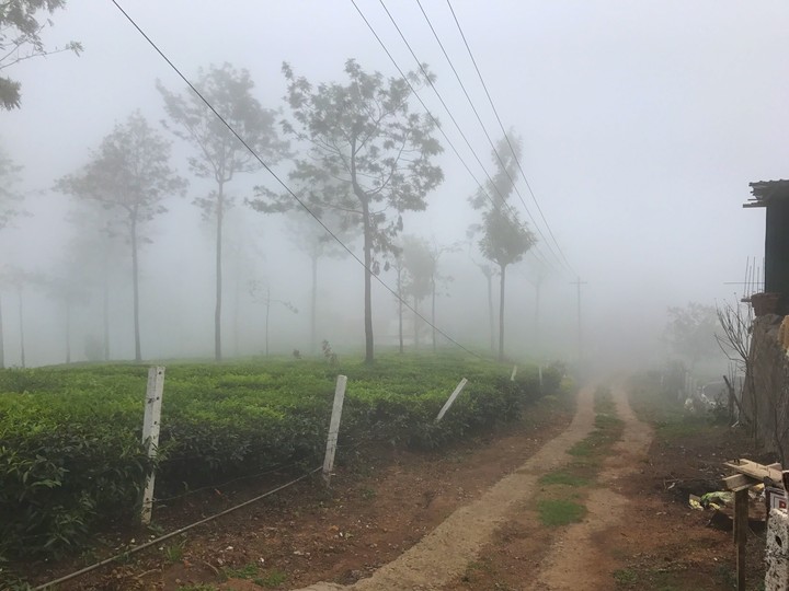 early morning nature
