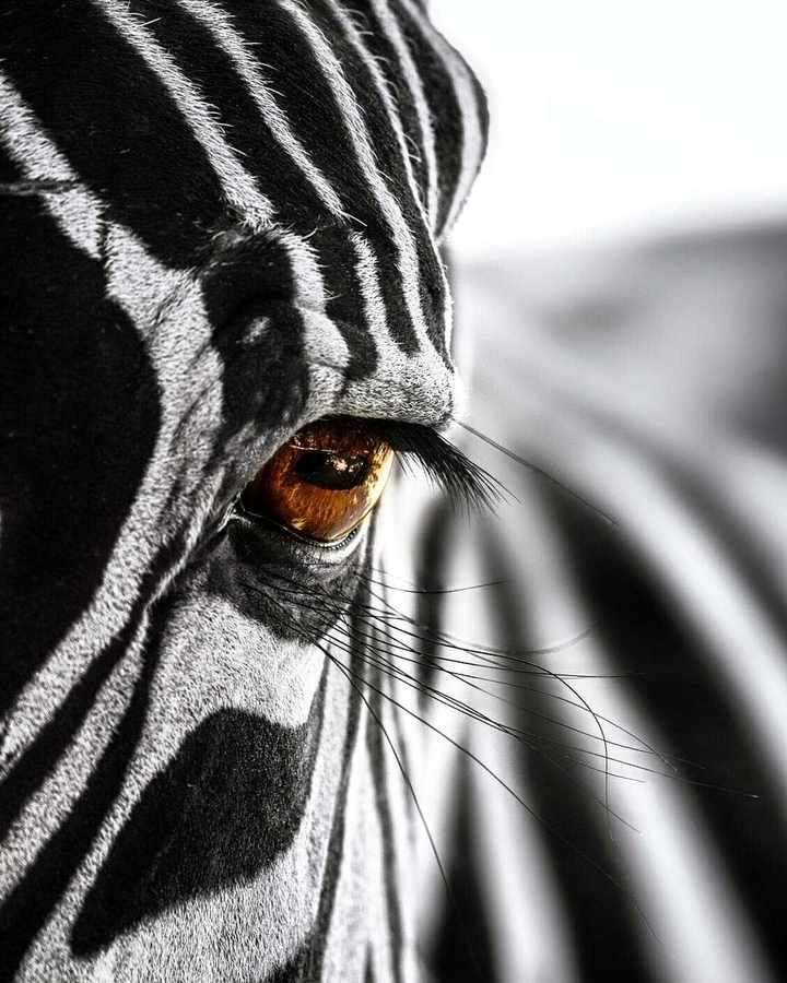 zebra
