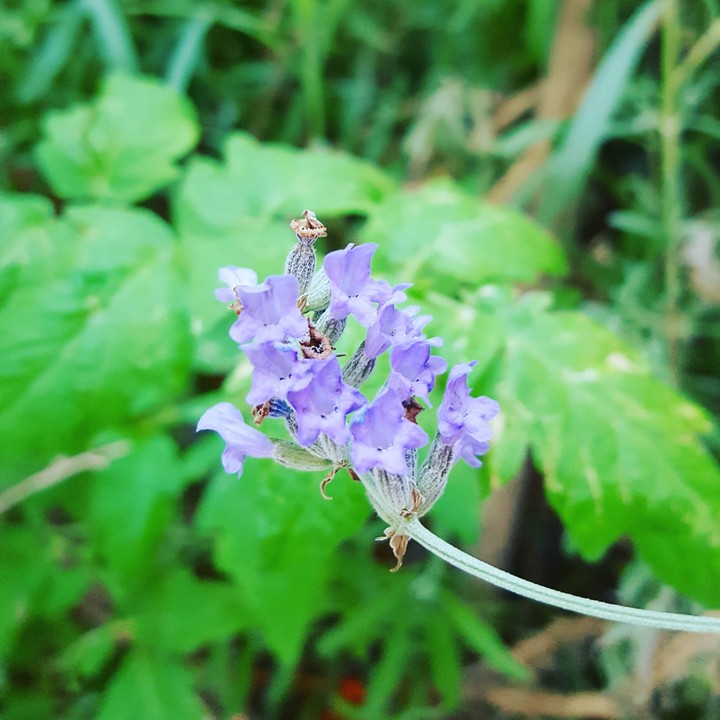 fleur de lavande