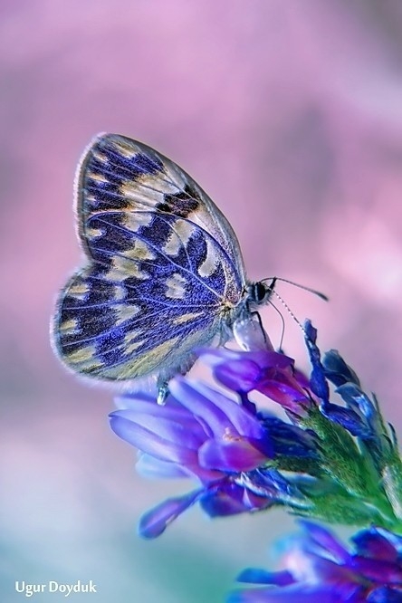 beautiful