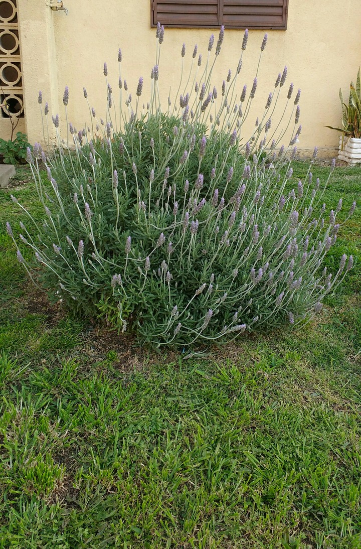 Mi Jardín