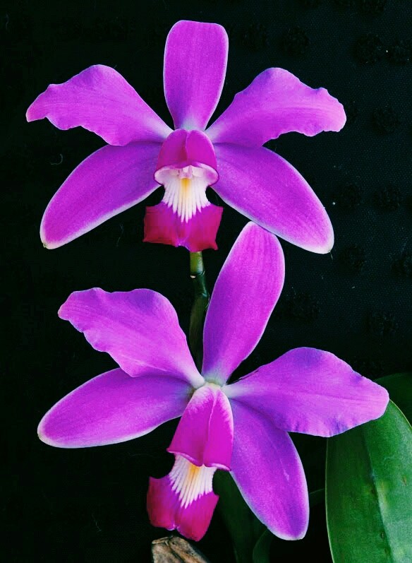 orquídea