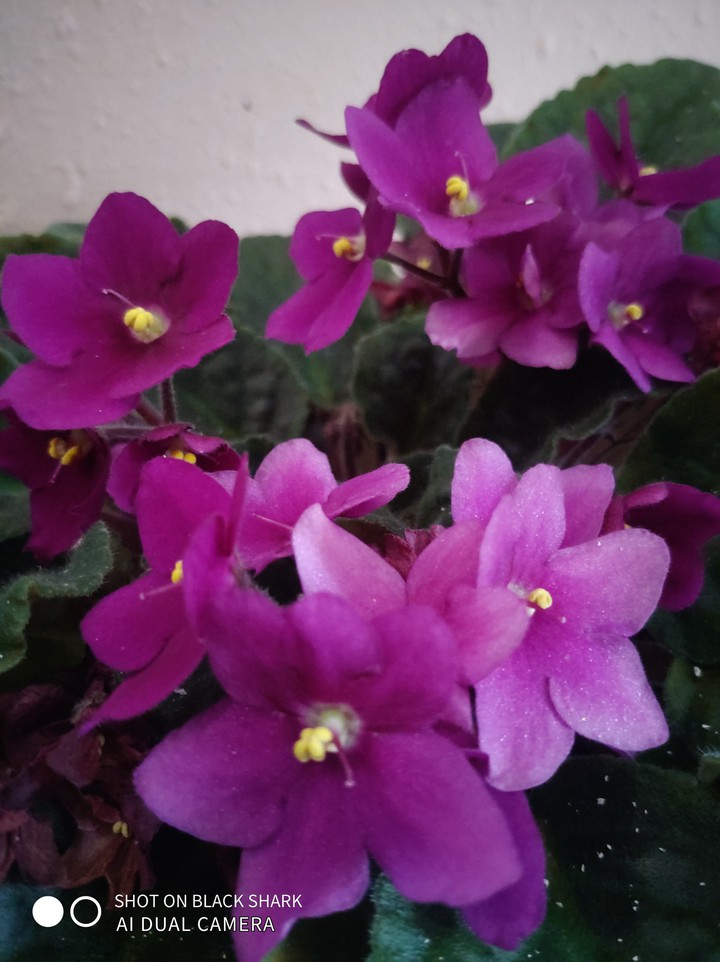 what are these flowers?