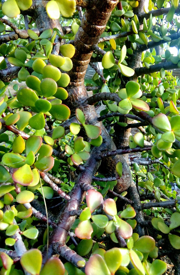 Green tear succulent