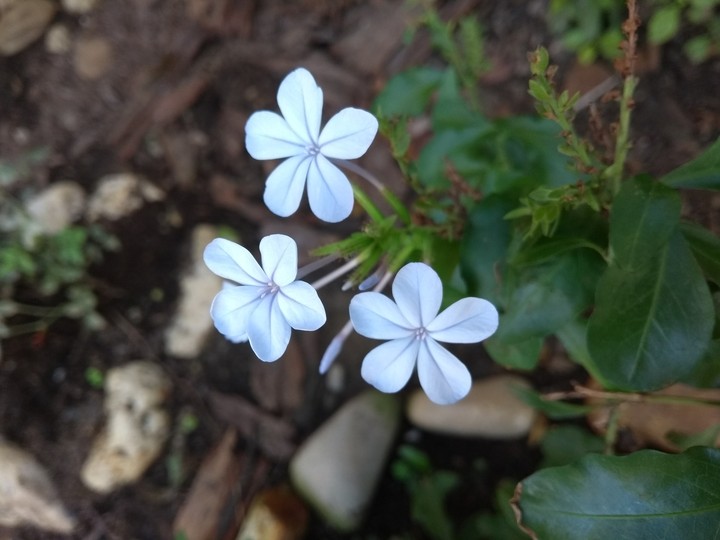 Flores silvestres.