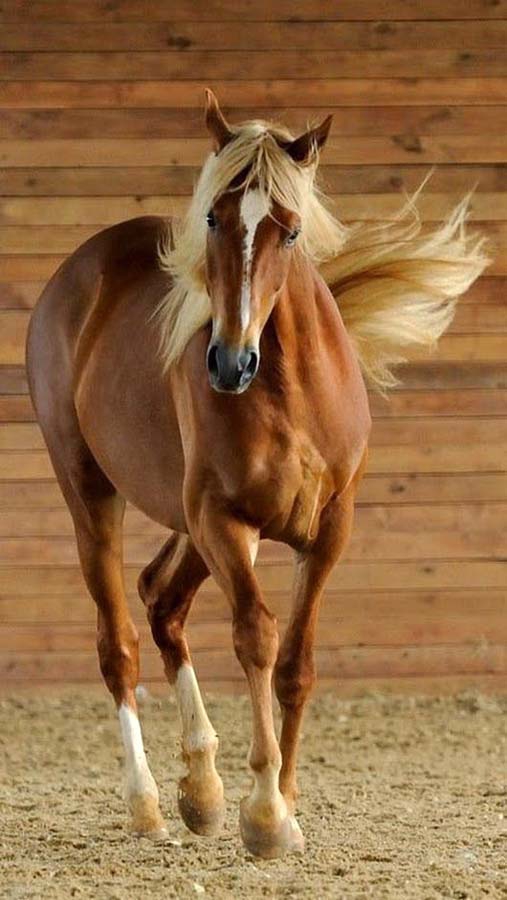 horse