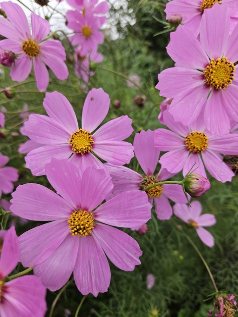 hình nền botany, wildflower