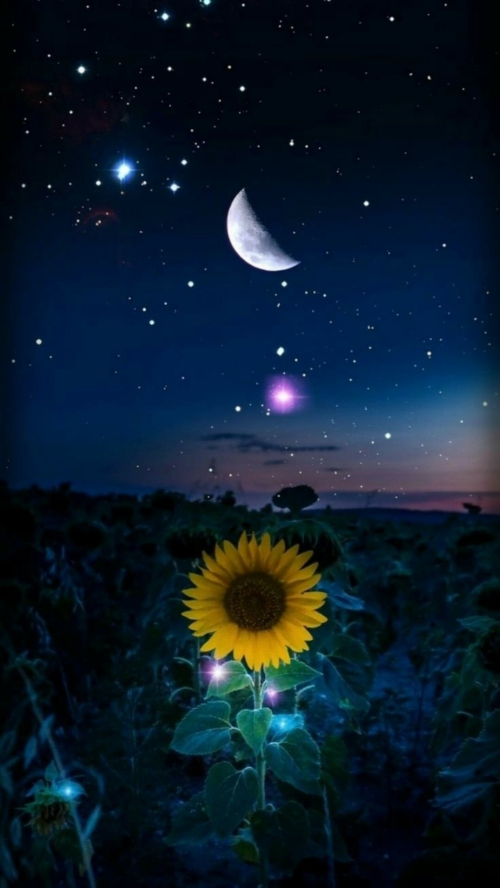 Girasol