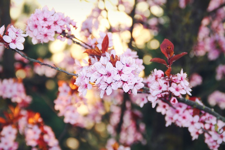Frühlingsblüten