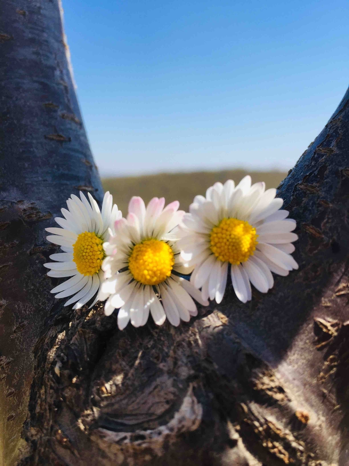daisy