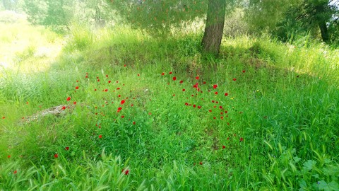 Spring in Greece