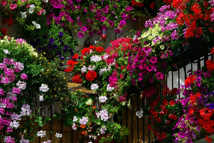 Colorful garden flowers