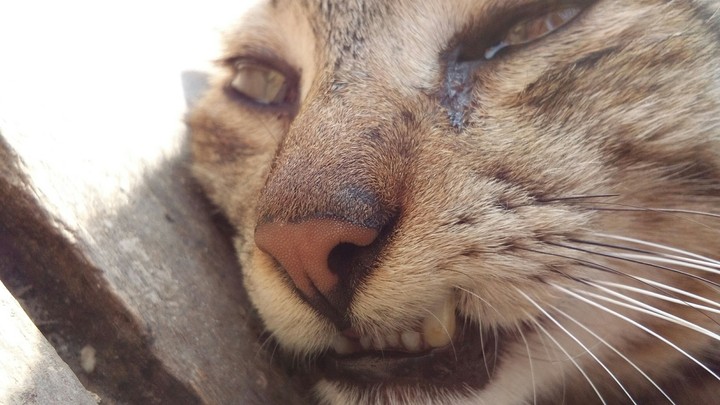 Sad Cat 