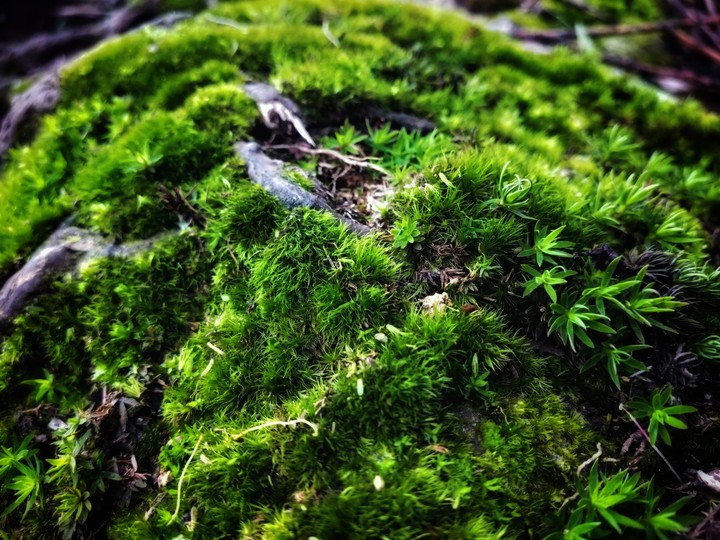 grass