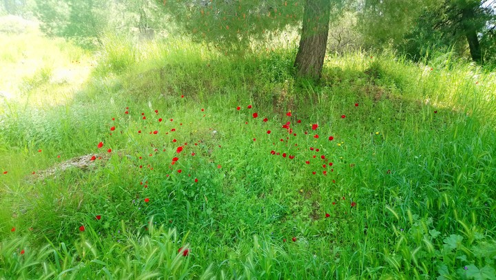 Spring in Greece