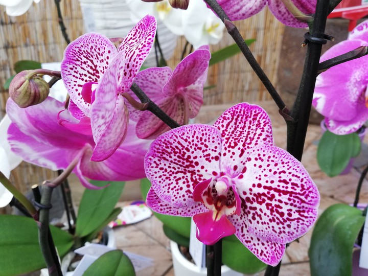 Orchideen