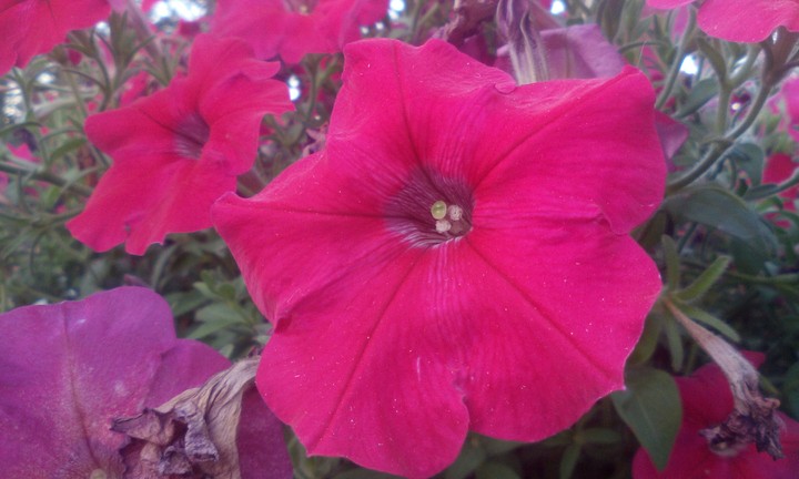 Macro