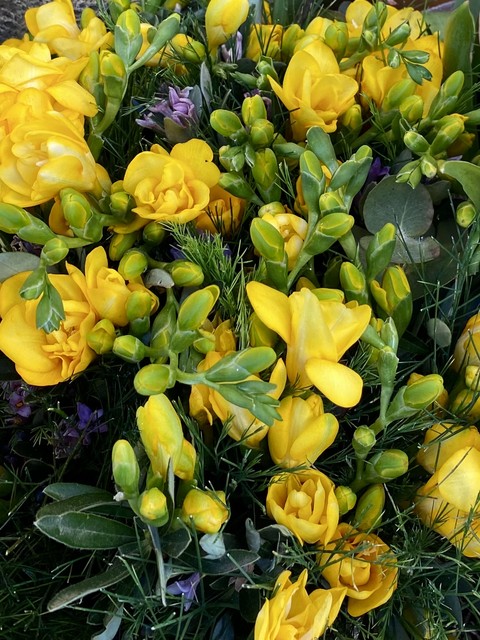 Crocus, flower桌布