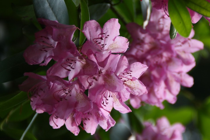 pink