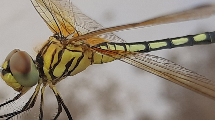 Insect