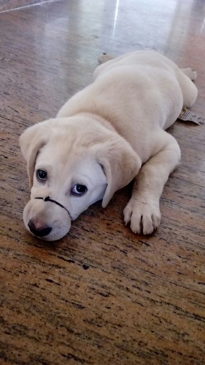 puppy