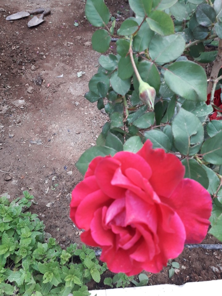 I am proud of it as a flower I myself planted.
