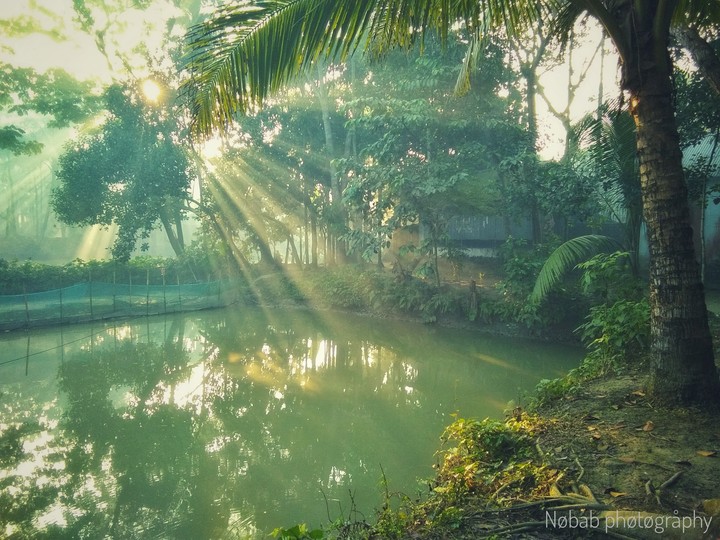 fresh morning