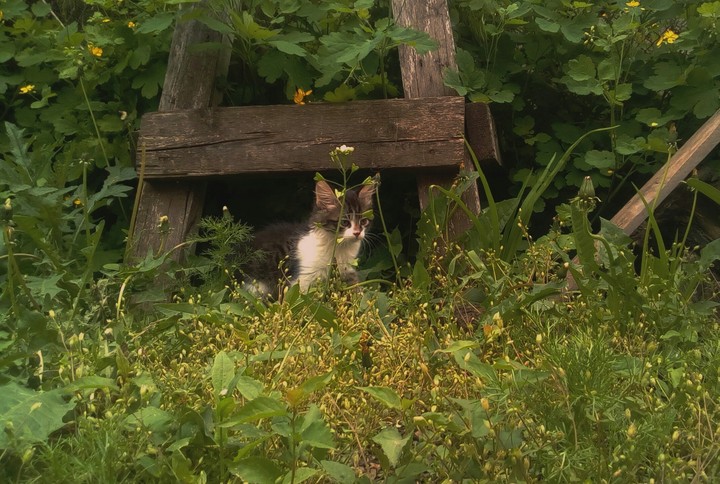 кот