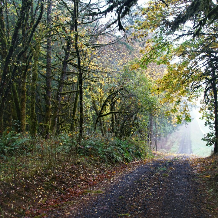 deep in the woods where we live