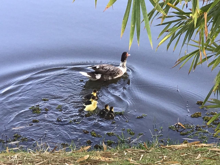 Ducks