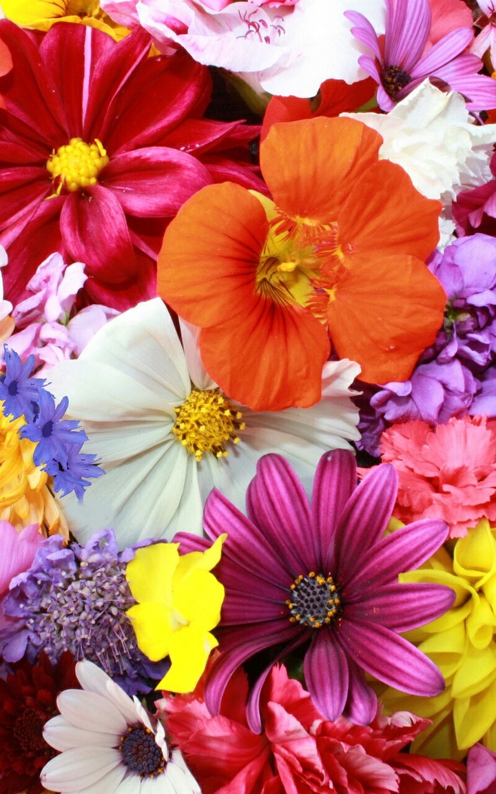 Colourful Flowers#