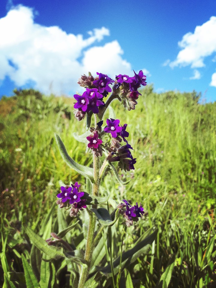 flower