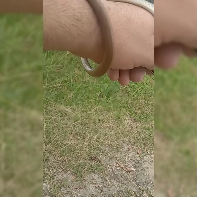 bichinho de estimação